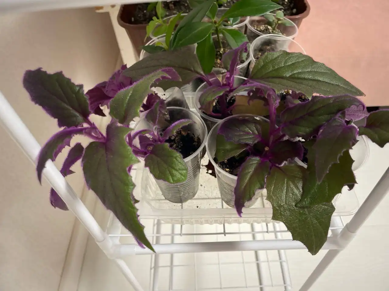 Гинура - Растения (Хобби и отдых) в Уфа