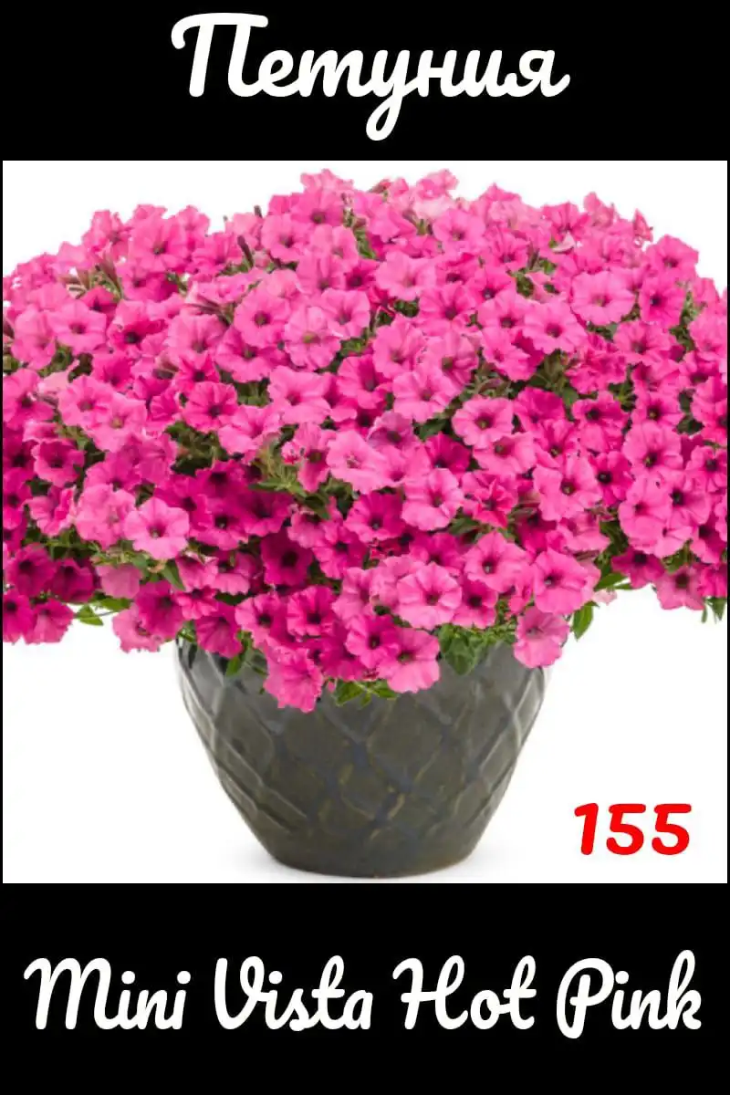 Черенки вегетативной петунии - Растения (Хобби и отдых) в Черниковка