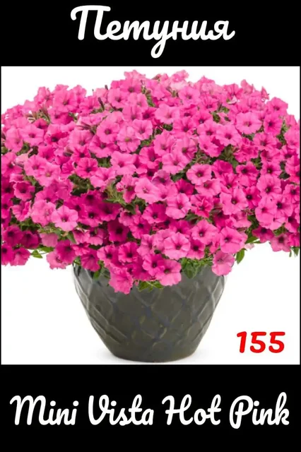 Черенки вегетативной петунии - частное объявление в Черниковка