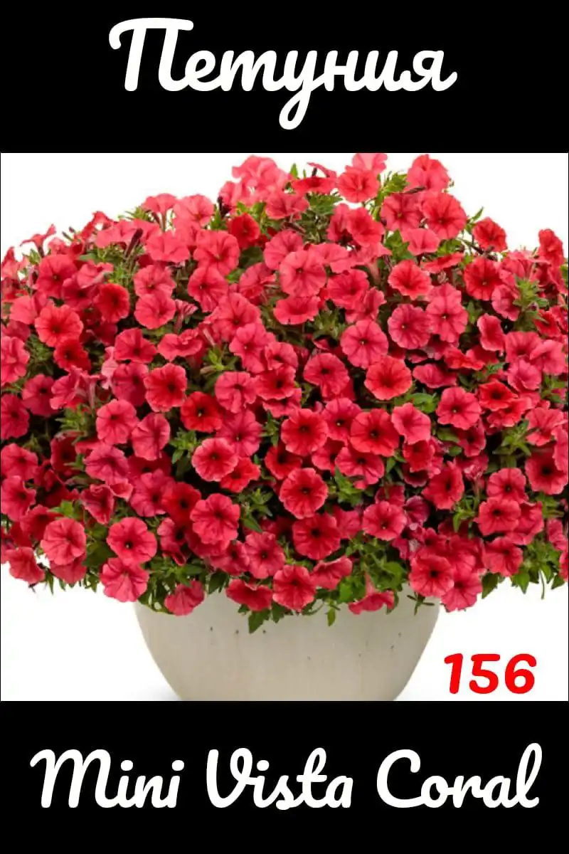 Черенки вегетативной петунии - Растения (Хобби и отдых) в Черниковка