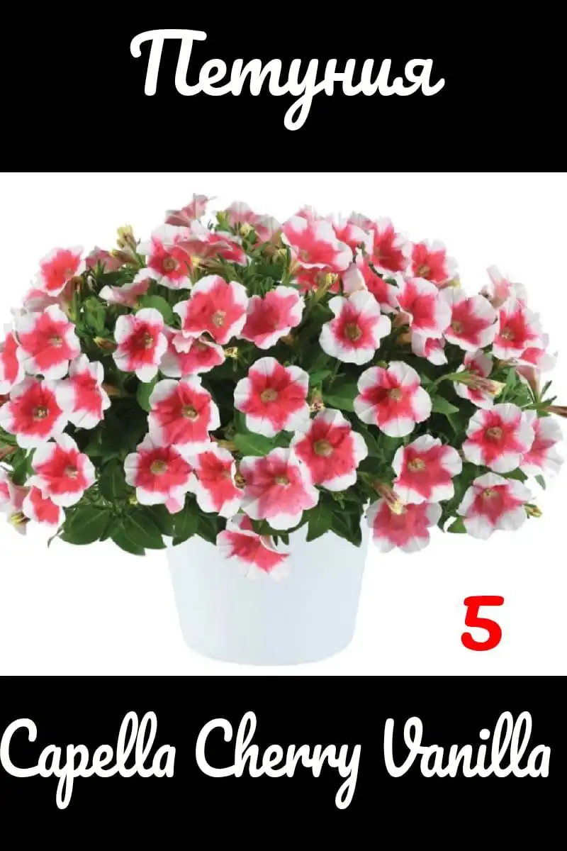 Черенки вегетативной петунии - Растения (Хобби и отдых) в Черниковка