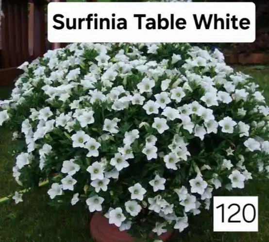 Черенки вегетативной петунии - Растения (Хобби и отдых) в Черниковка