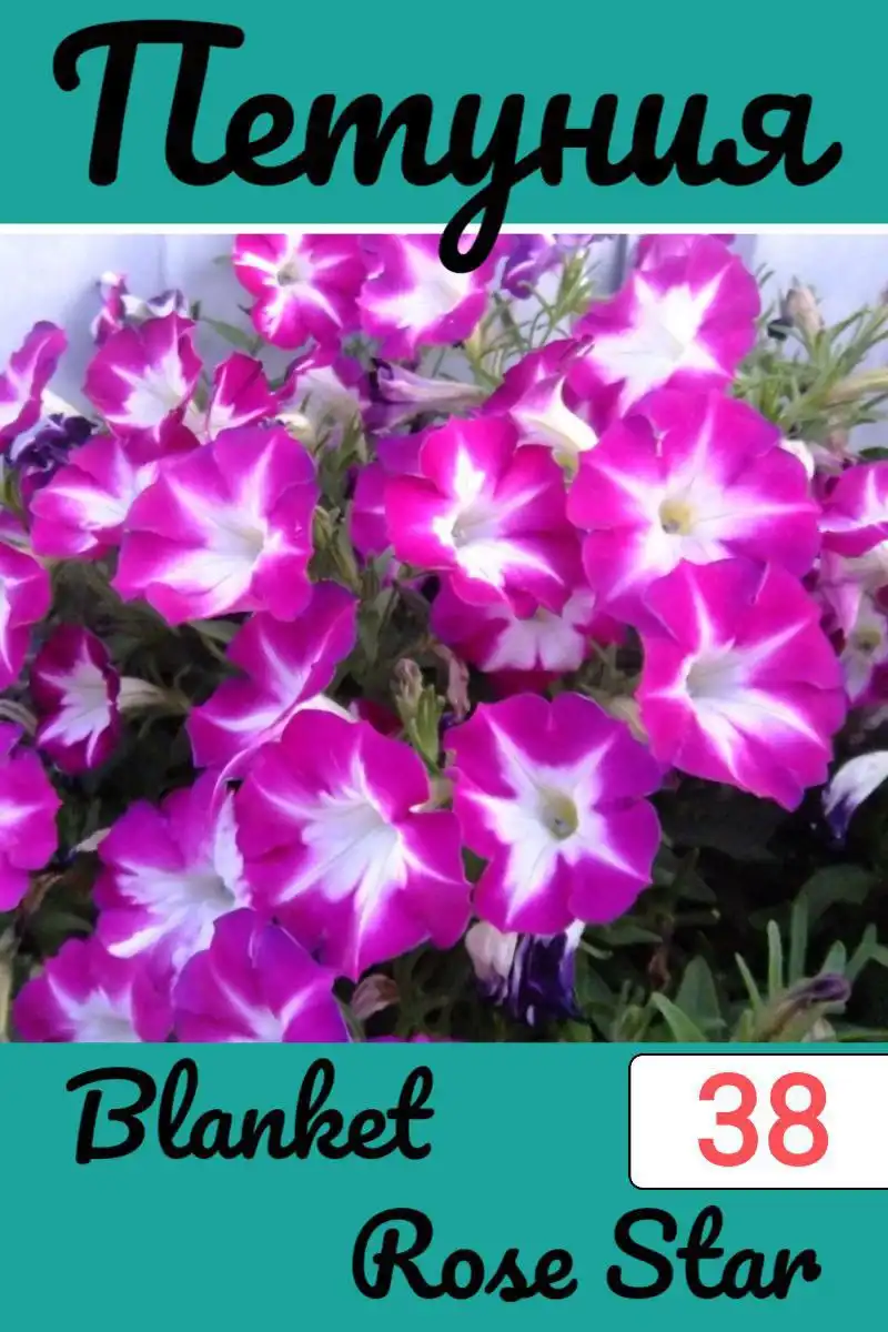 Черенки вегетативной петунии - Растения (Хобби и отдых) в Черниковка