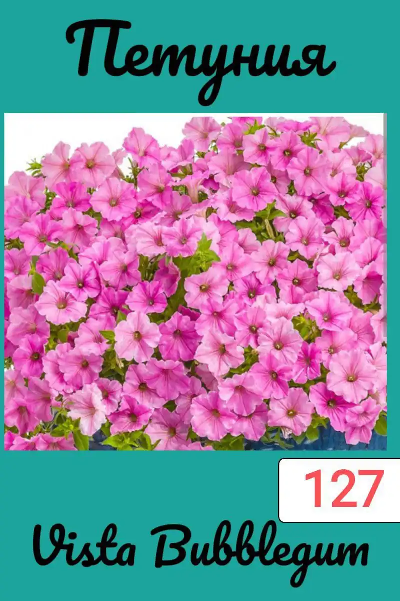 Черенки вегетативной петунии - Растения (Хобби и отдых) в Черниковка