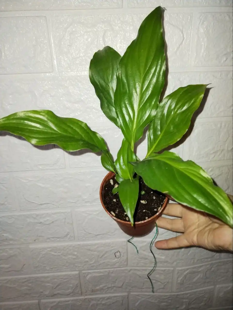 Спатифиллум (женское счастье) на фитильном поливе - Растения (Хобби и отдых) в Уфа