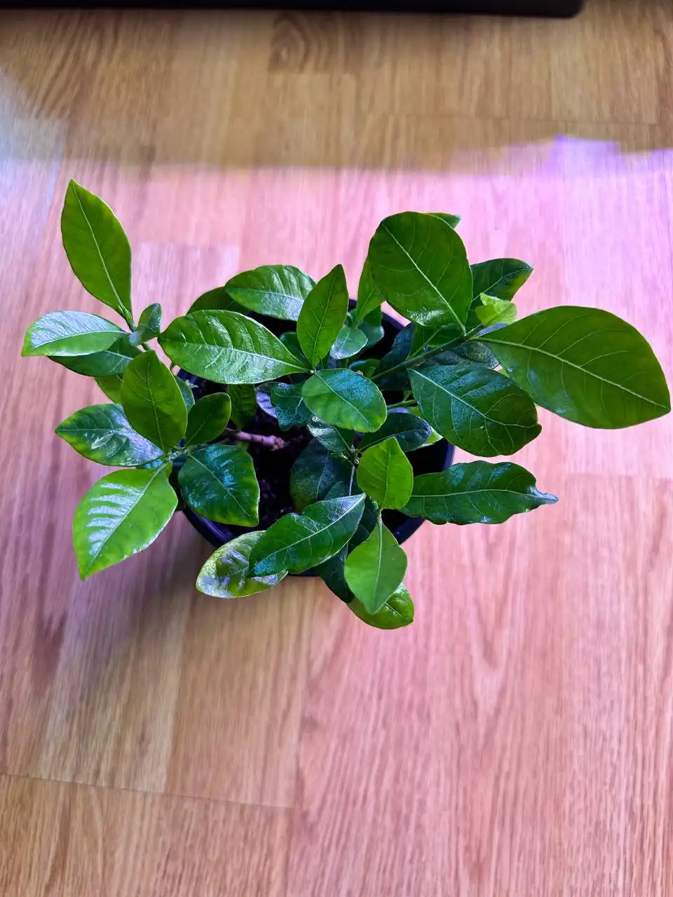 Гардения жасминовидная с хорошей корневой системой - Растения (Барахолка) в Уфа