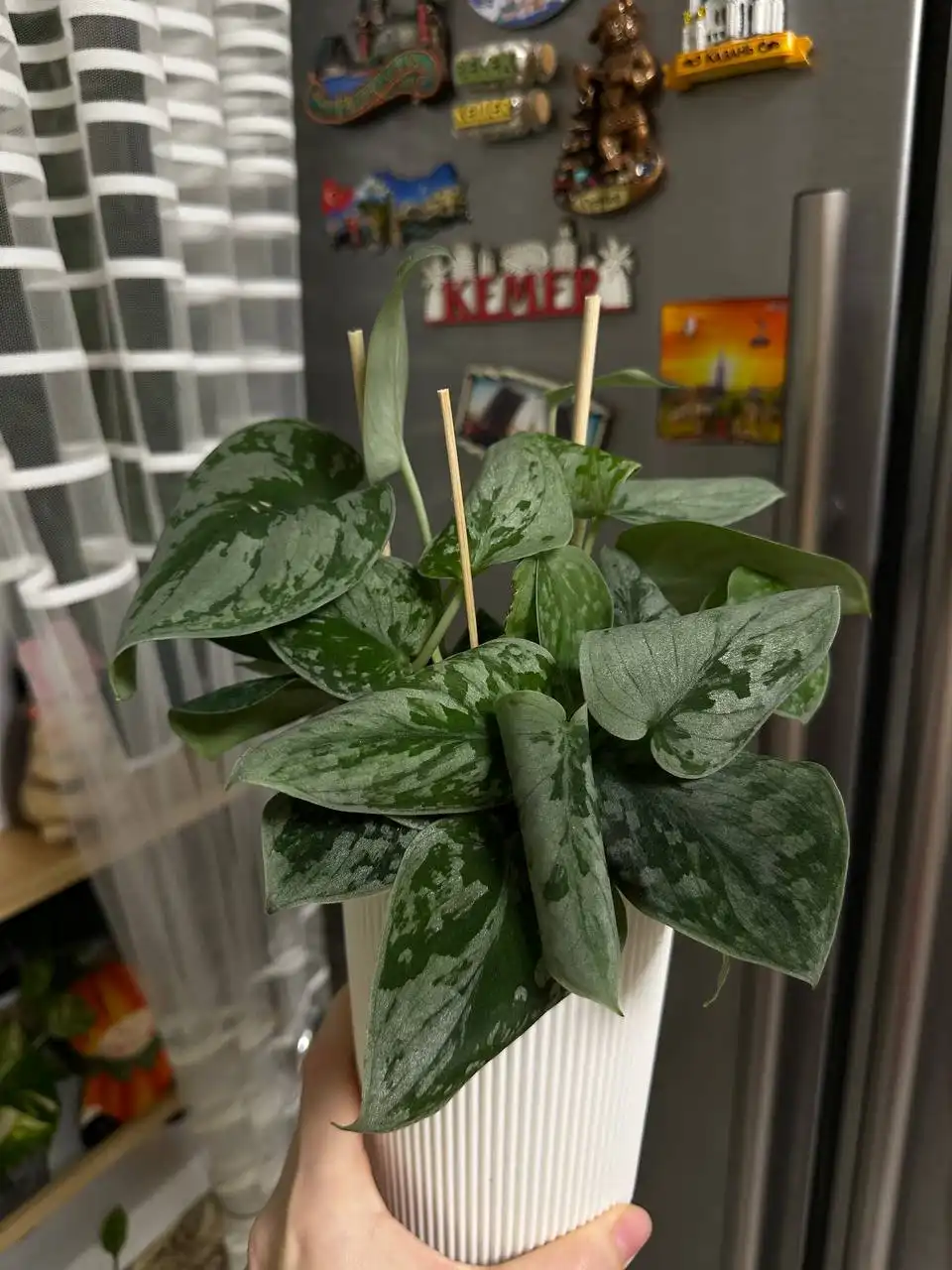 Вопрос о проблеме с эпиком: сворачиваются листья - Растения (Хобби и отдых) в Уфа