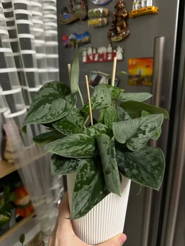 Вопрос о проблеме с эпиком: сворачиваются листья - Хобби и отдых в Уфа