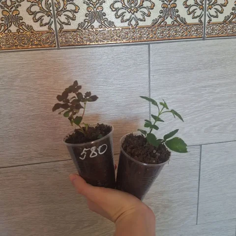 Саженцы вегетативных растений - Хобби и отдых в Уфа