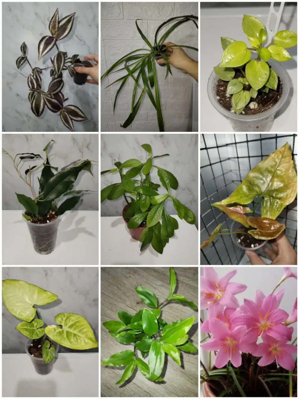 Комнатные растения в Уфе - Растения (Для дома и дачи) в Уфа