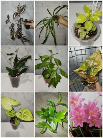 Комнатные растения в Уфе - Инструменты и инвентарь в Уфа