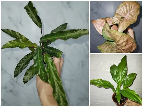 Комнатные растения: Калатея, Сингониум, Спатифиллум - Хобби и отдых в Уфа