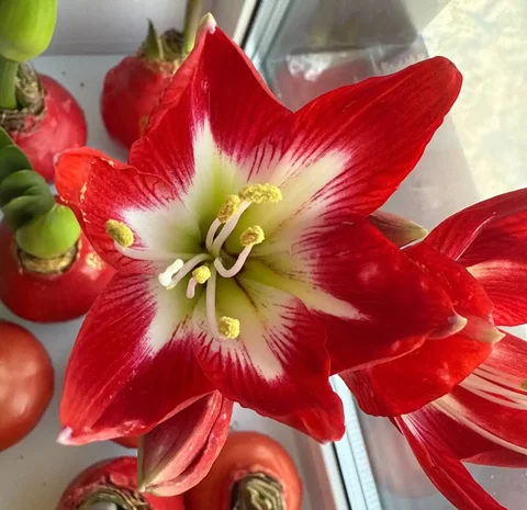 Луковицы амариллиса в воске - Хобби и отдых в Уфа