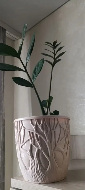 Замиокулькас в Уфе - частное объявление в Уфа