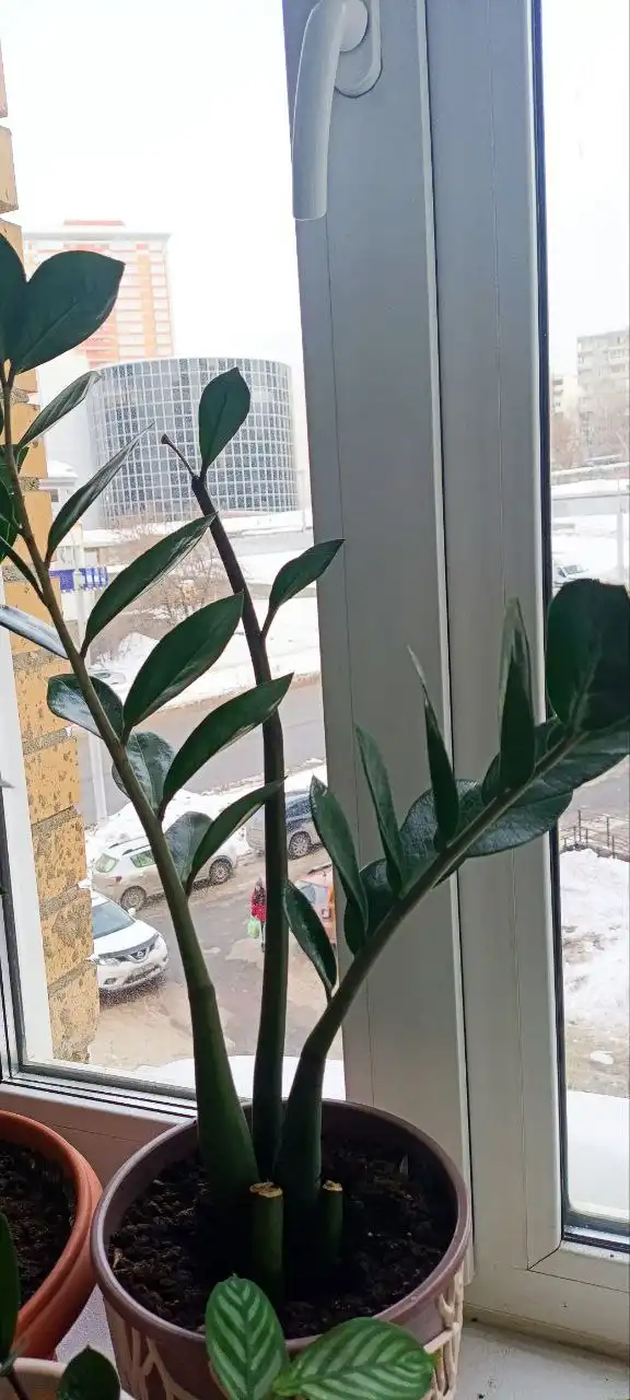 Замиокулькас в Уфе - Растения (Хобби и отдых) в Уфа