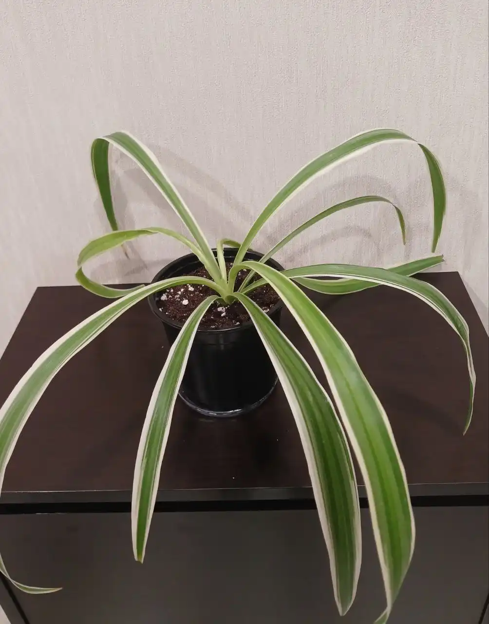 Хлорофитум Океан с белой полосой - Растения в Уфа