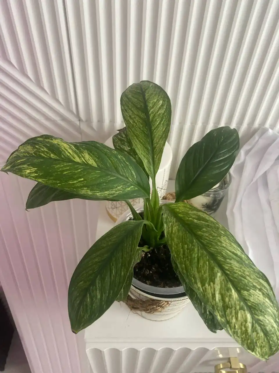 Спатифилум сенсация варигатная подросток - Растения (Хобби и отдых) в Уфа
