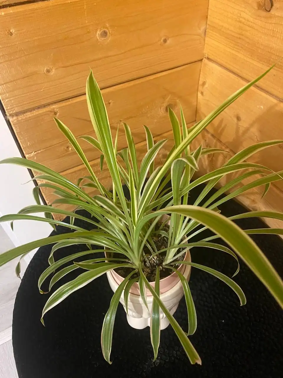 Продажа иглины на маминой даче в Уфе - Растения (Хобби и отдых) в Уфа