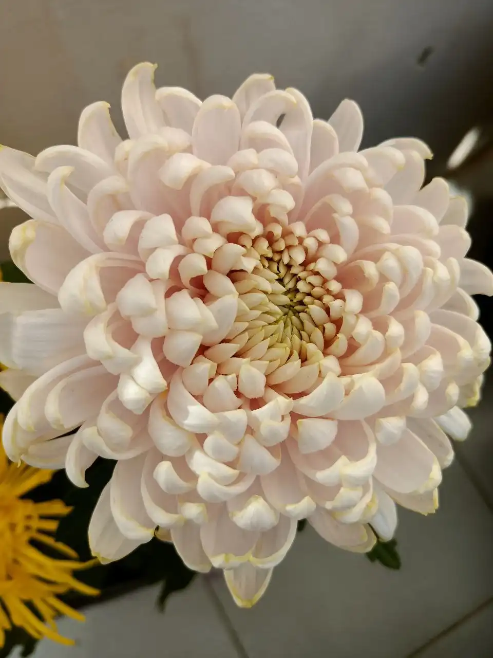 Хризантема крупноцветковая с отличной корневой - Растения (Хобби и отдых) в Уфа