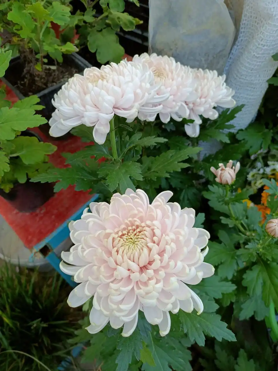 Хризантема крупноцветковая с отличной корневой - Растения (Хобби и отдых) в Уфа