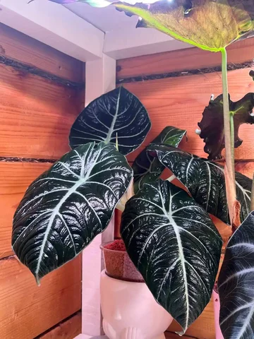 Растение Блэк вельвет Голд - Лыжи в Уфа