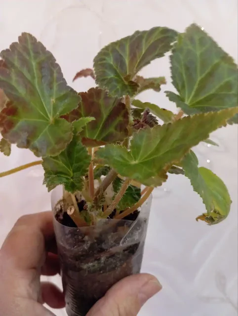 Черенки бегонии - Лыжи в Уфа