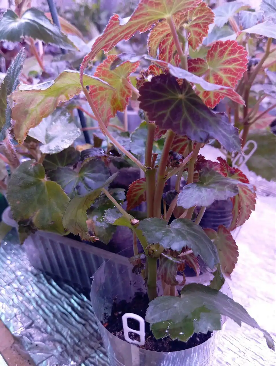 Черенки бегонии - Растения (Хобби и отдых) в Уфа