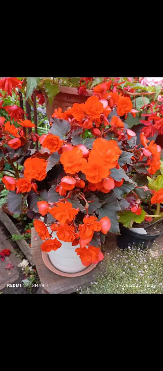 Мамина дача в Уфе - Дача (Недвижимость) в Уфа