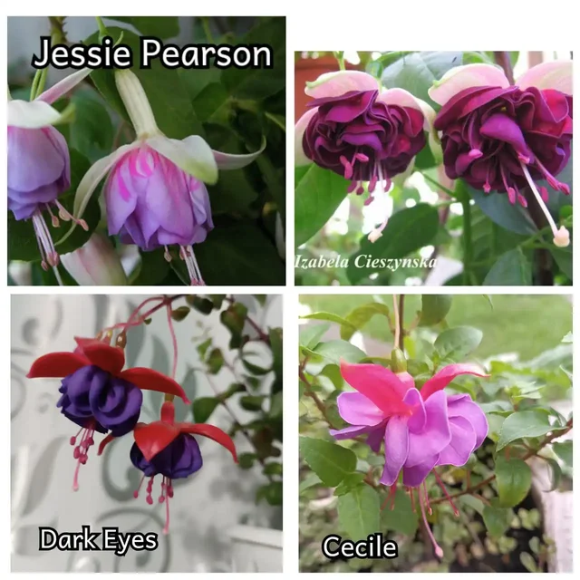 Фуксии и махровые бальзамины - Лыжи в Уфа