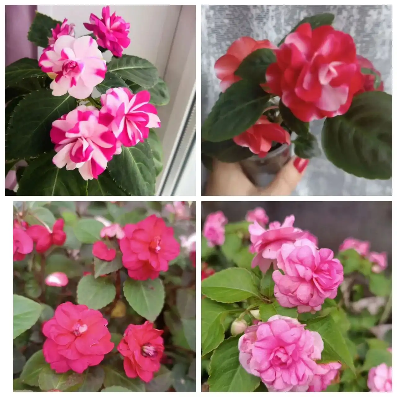 Фуксии и махровые бальзамины - Растения (Хобби и отдых) в Уфа