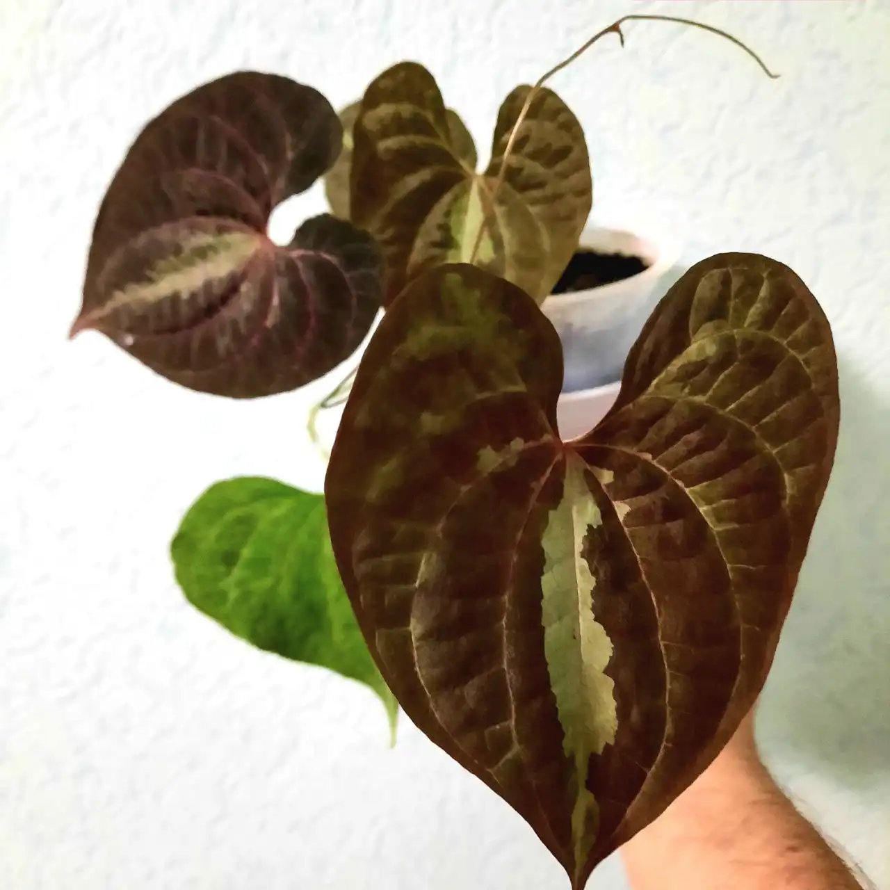 Продажа растения Диоскорея дисколор - Растения (Хобби и отдых) в Уфа