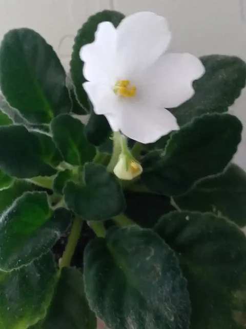 Цветущие фиалки - частное объявление в Уфа