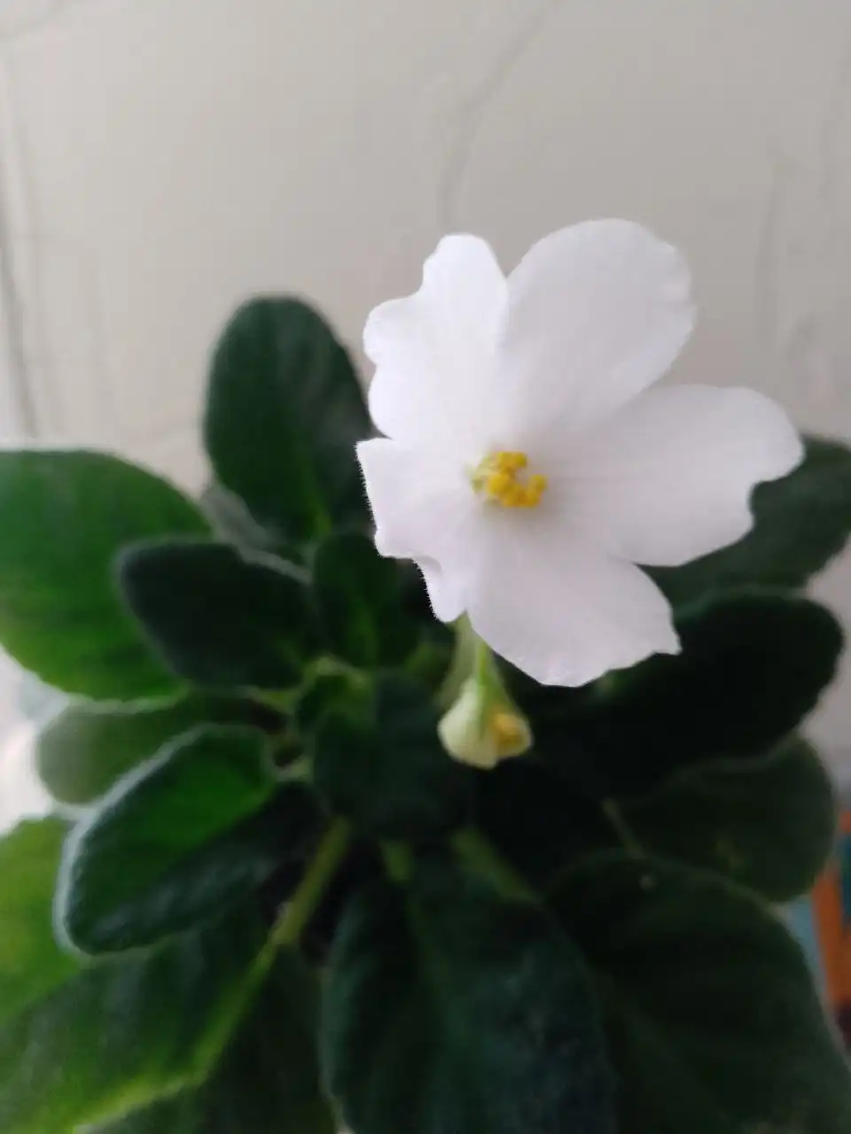 Цветущие фиалки - Растения (Хобби и отдых) в Уфа