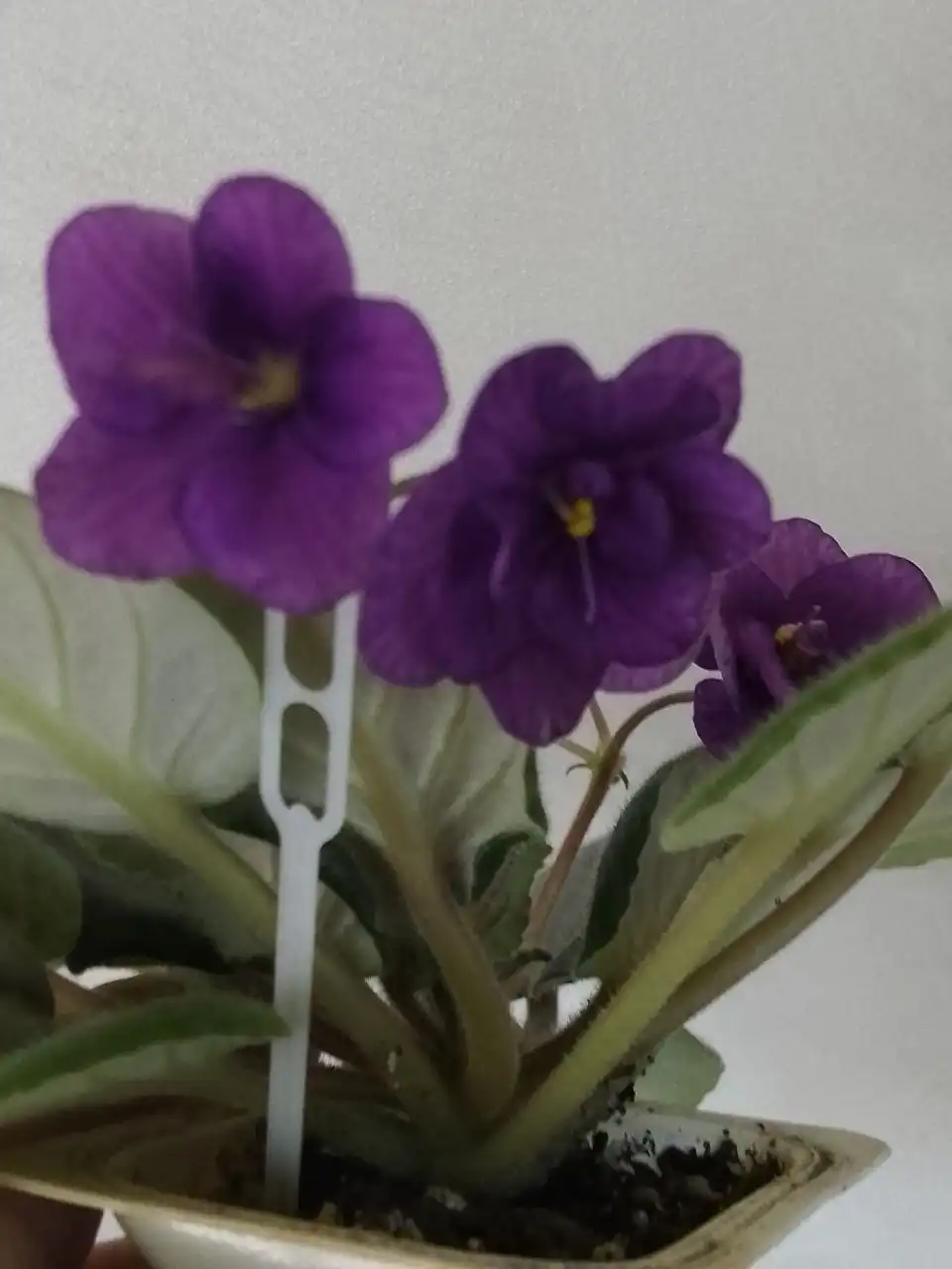 Цветущие фиалки - Растения (Хобби и отдых) в Уфа