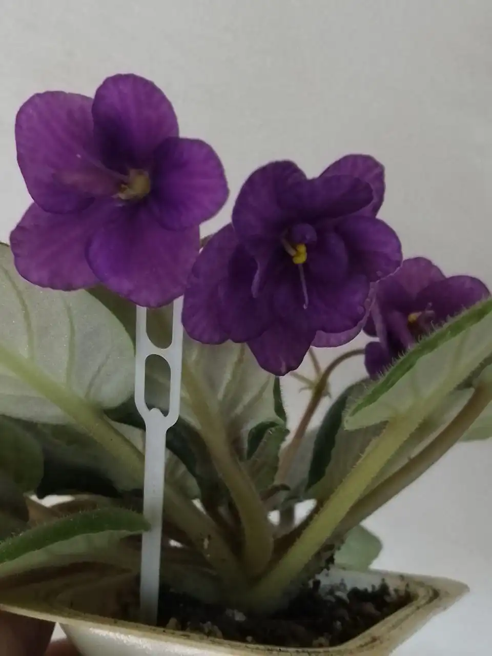 Цветущие фиалки - Растения (Хобби и отдых) в Уфа