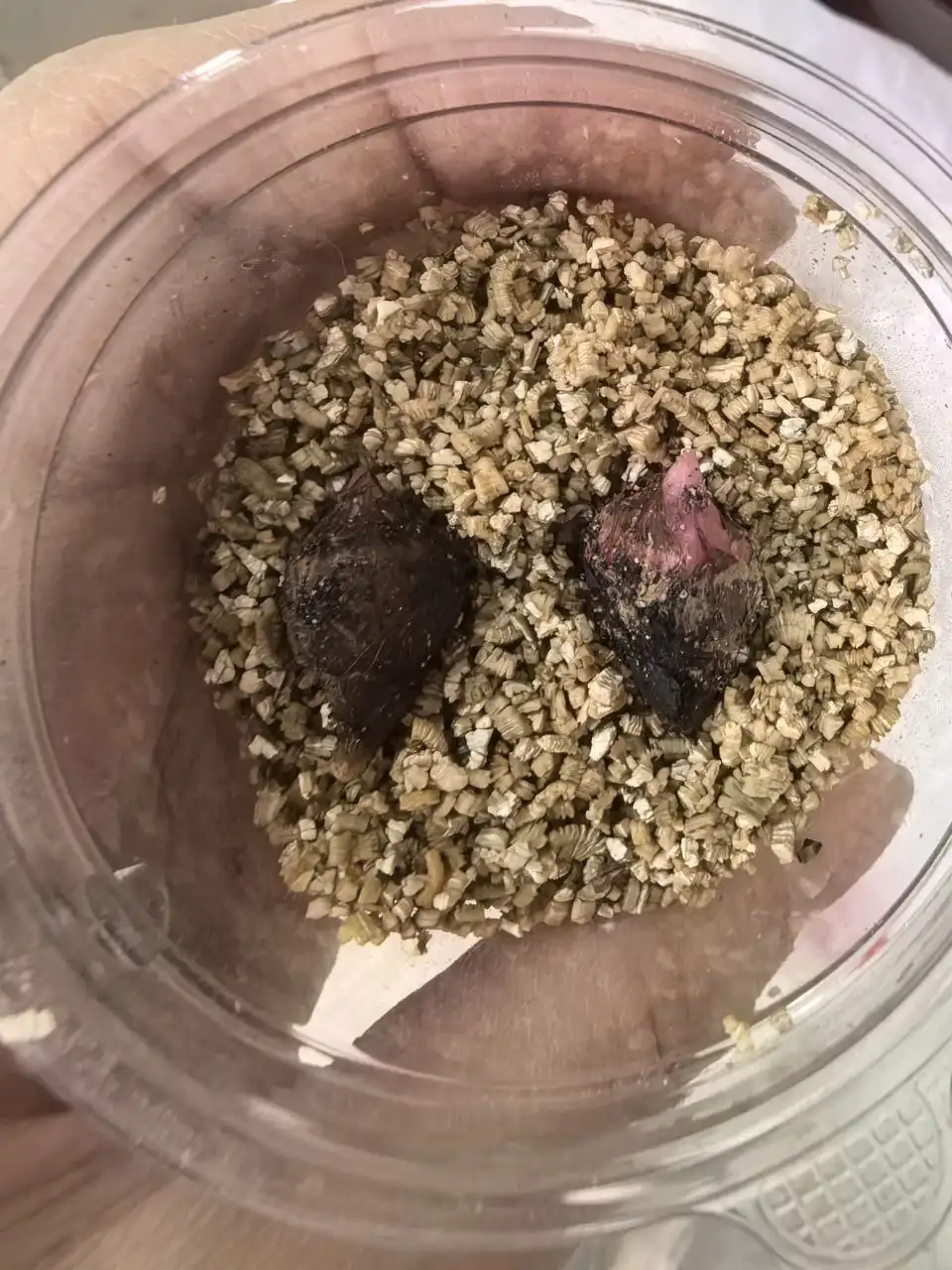 Клубень алоказии Блек стем - Растения (Хобби и отдых) в Уфа