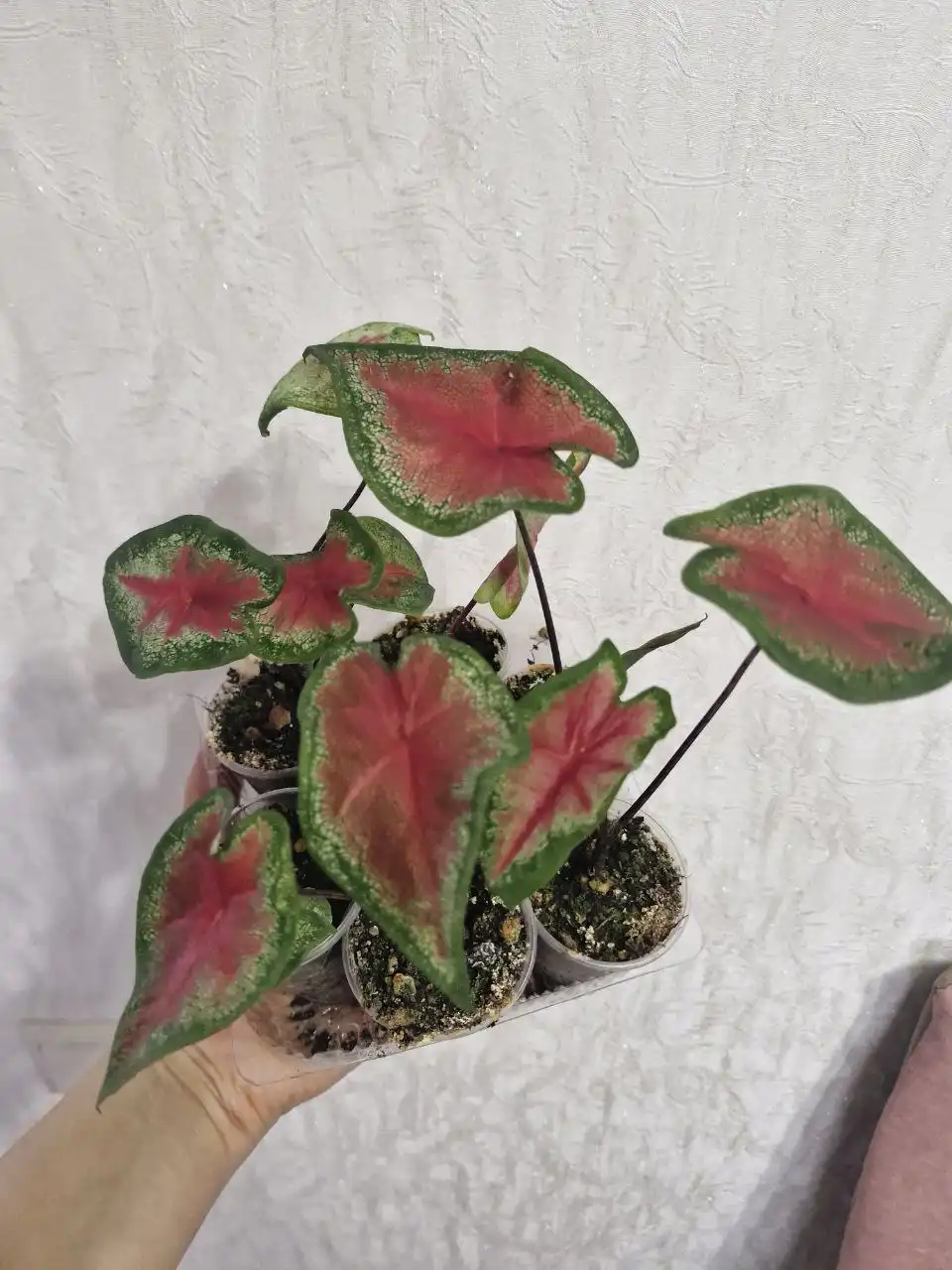 Растения для дачи в Уфе - Растения (Хобби и отдых) в Уфа