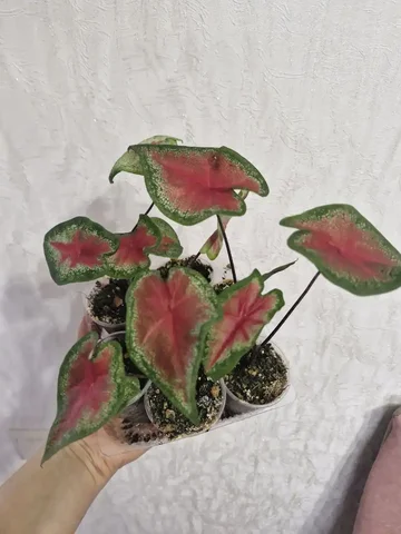 Растения для дачи в Уфе - Лыжи в Уфа