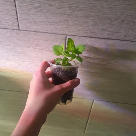 Саженцы петуний в Уфе - Лыжи в Уфа