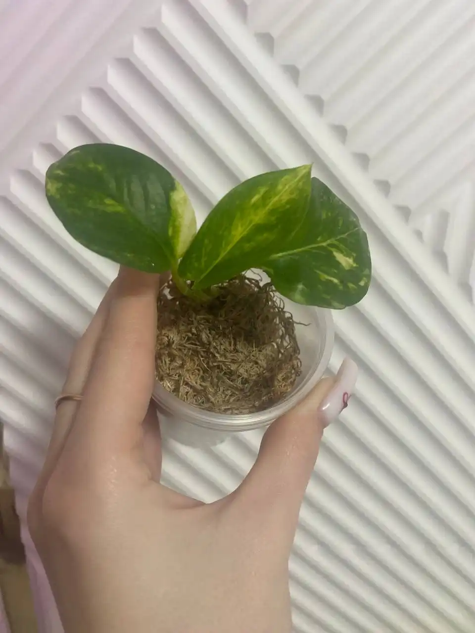 Продажа растений с дачи в Уфе - Растения (Хобби и отдых) в Уфа