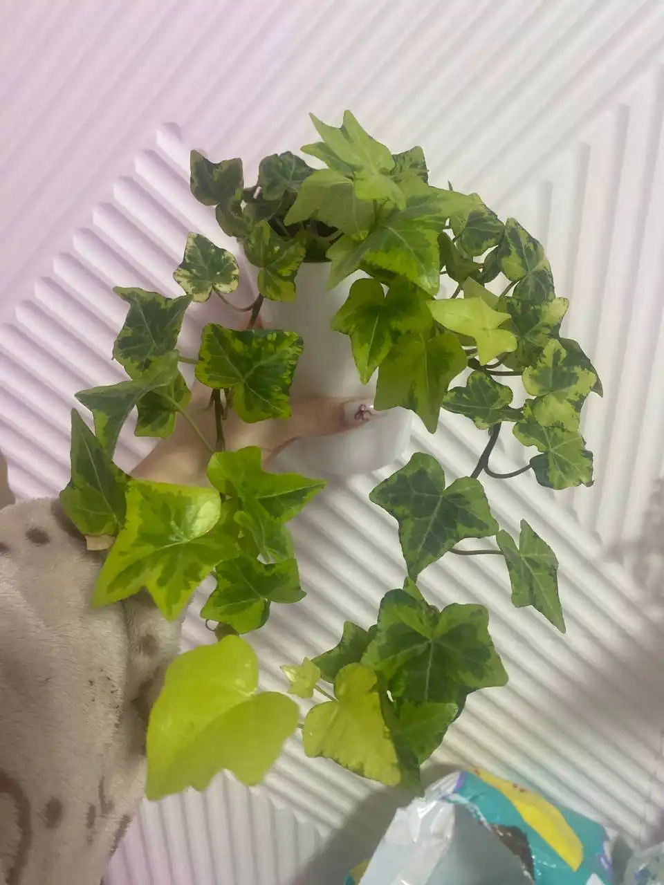 Продажа растений с дачи в Уфе - Растения (Хобби и отдых) в Уфа