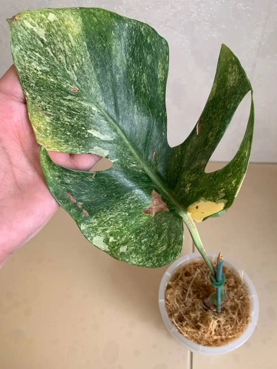 Monstera Platinum с материнским листом - Растения (Хобби и отдых) в Уфа