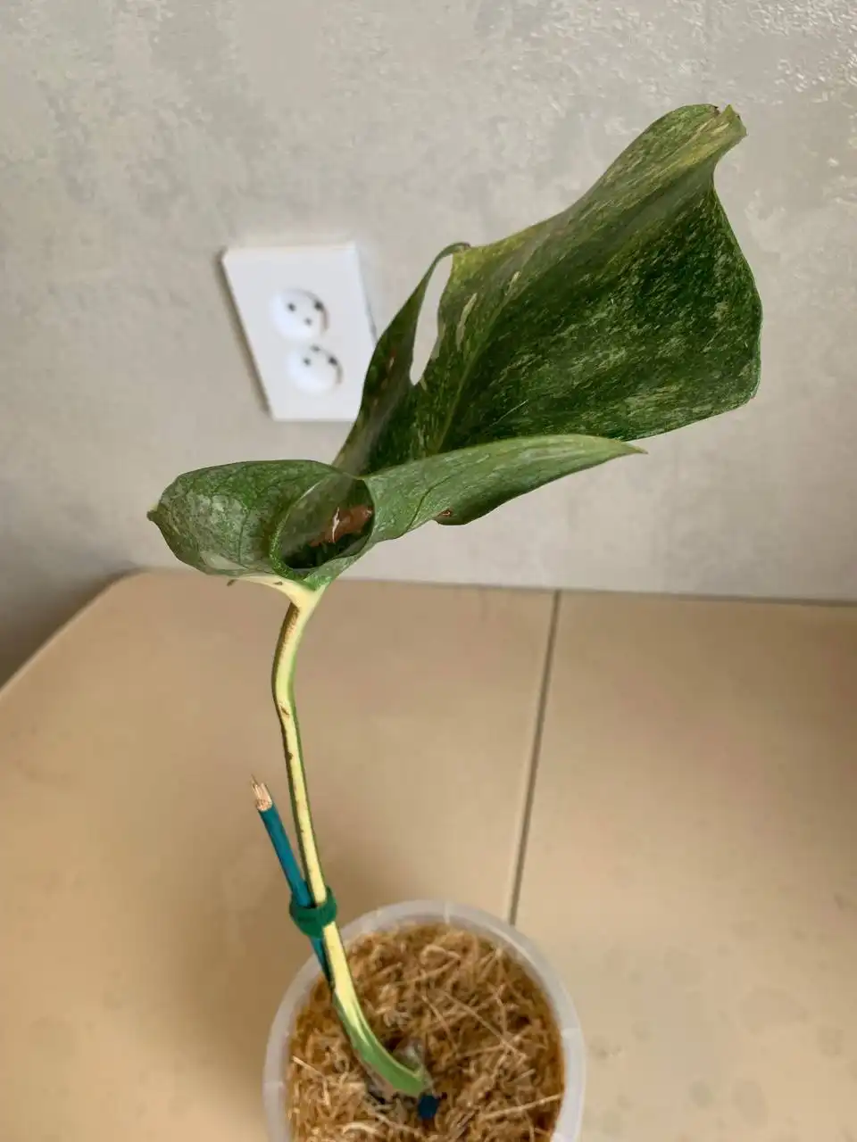 Monstera Platinum с материнским листом - Растения (Хобби и отдых) в Уфа