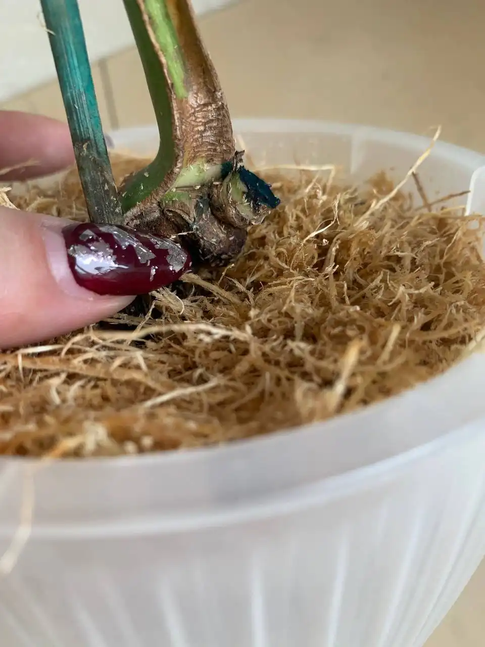 Monstera Platinum с материнским листом - Растения (Хобби и отдых) в Уфа