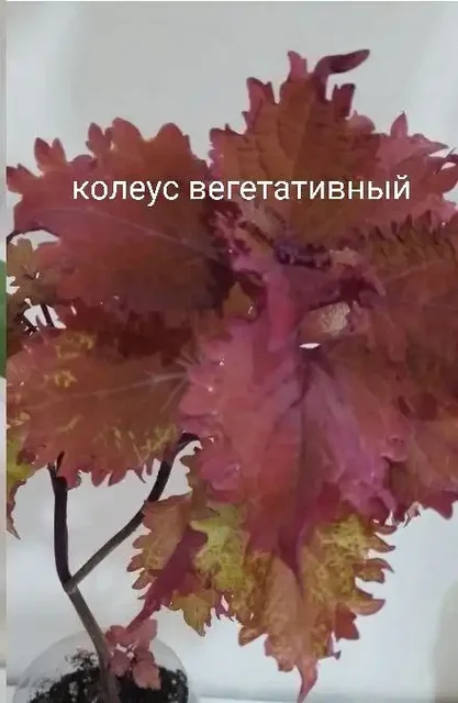 Продажа комнатных растений в Уфе - Хобби и отдых в Уфа