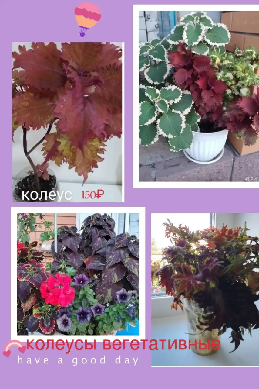 Продажа комнатных растений в Уфе - Растения (Хобби и отдых) в Уфа