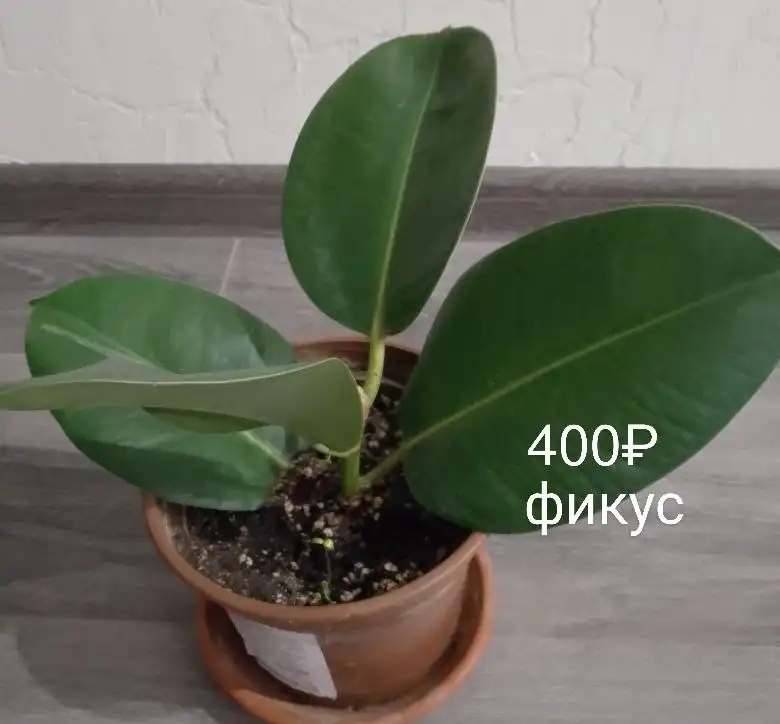 Продажа комнатных растений в Уфе - Растения (Хобби и отдых) в Уфа