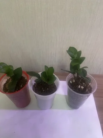 Замиокулькас Зензи 300 и 400₽ - Хобби и отдых в Уфа