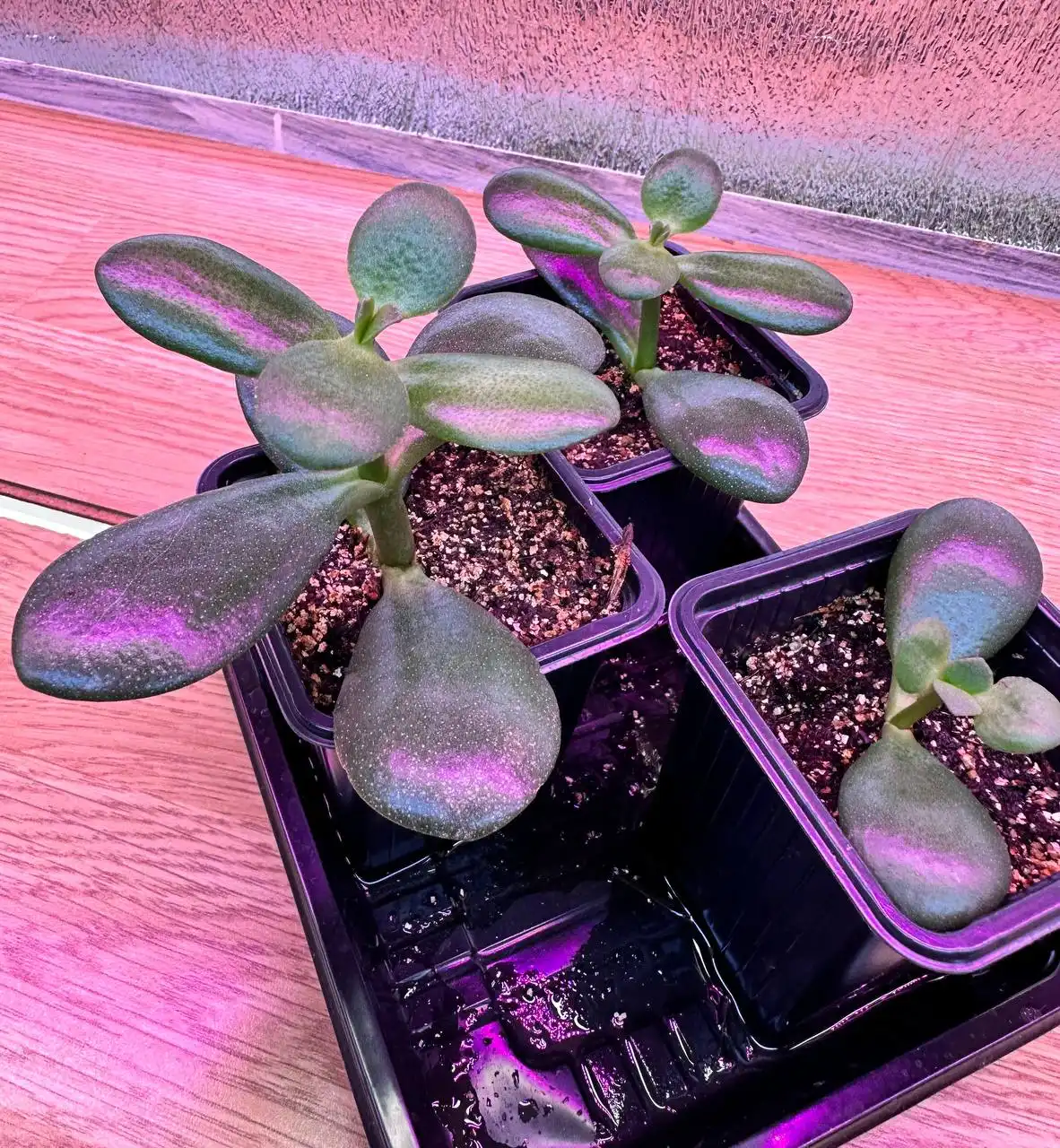 Денежное дерево - Растения (Хобби и отдых) в Уфа