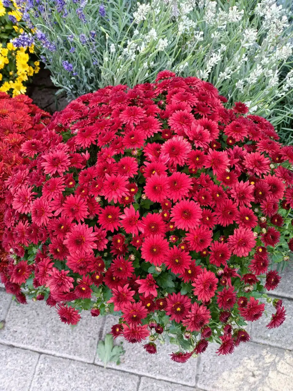 Хризантемы с отличной корневой системой - Растения (Хобби и отдых) в Уфа